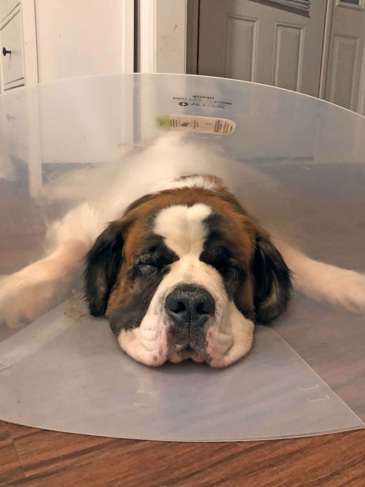 You&amp;#39;ll Never Guess What Made This Saint Bernard&amp;#39;s Fur Turn Green Overnight