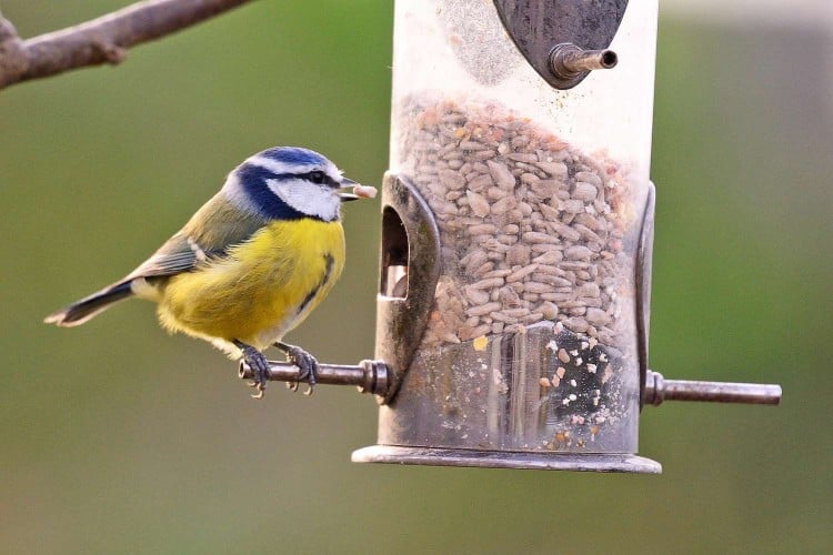 Salmonella Outbreak in Songbirds: How to Protect Yourself, Your Pets, and Your Birds
