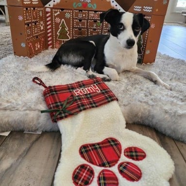 Remy has been adopted!