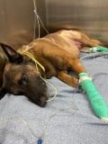 Sad News About Alexander
