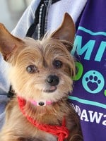 10 Questions to Ask Before You Adopt a Pet