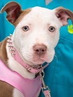 10 Reasons to Spay or Neuter Your Pet