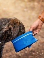 10 Signs of Heatstroke in Dogs