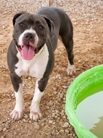 10 Summer Safety Tips for Pets