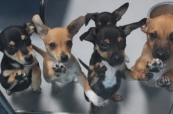 10 Things You Need to Know About Adopting Puppies