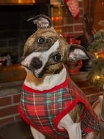10 Tips for Happy Holidays with Your Pets