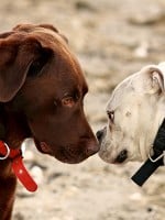 10 Tips for Successful Dog Introductions