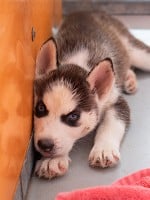 8 Tips to Prevent Parvovirus in Your Dog or Puppy