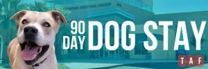 90 Day Dog Stay