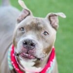 Adoptable Pets Who Just Had Their Teeth Cleaned