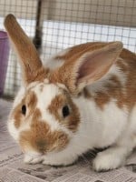 Is Adopting a Rabbit Right for You?