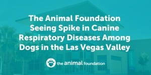 The Animal Foundation Seeing Spike in Canine Respiratory Diseases Among Dogs in the Las Vegas Valley