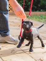 The Basic Necessities of Proper Pet Care
