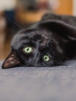 Black Cats: the Good, the Bad, and the Misunderstood