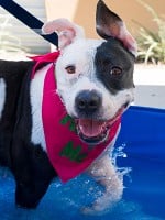 Caring for Pit Bulls