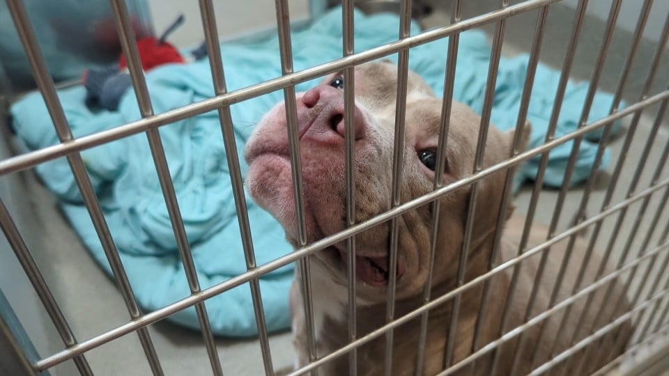 Dawson, Gunshot Victim, is Recovering Well!
