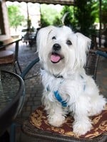 Dog-Friendly Restaurants in Las Vegas
