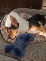 Fostering a Pet Extends a Lifeline to Animals in Need