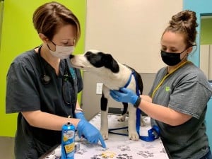 Vaccinate Your Dog Against Deadly Parvovirus at The Animal Foundation