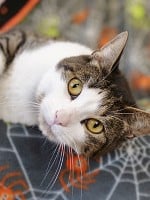 Halloween Safety Tips for Pets