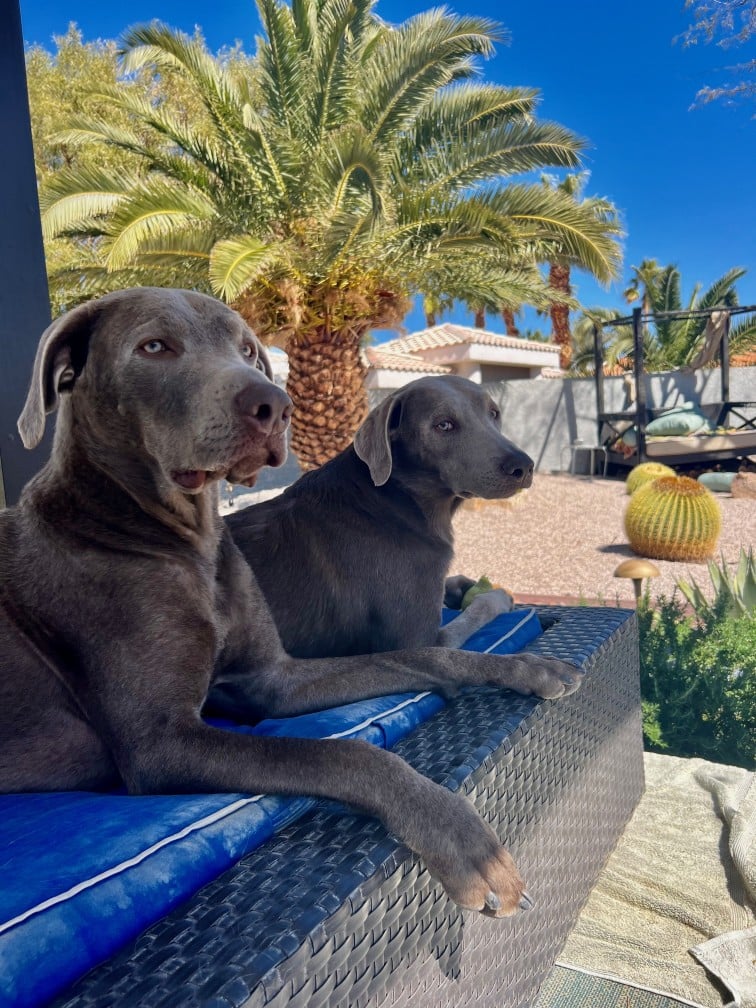 Happy Tails: Happy the Dog