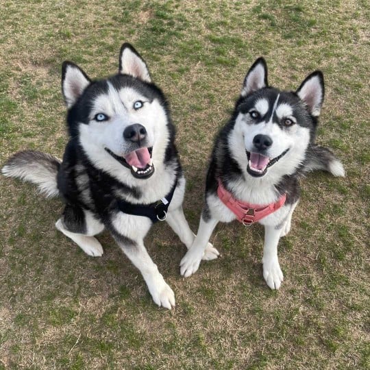 Happy Tails: Cane &amp; Oreo