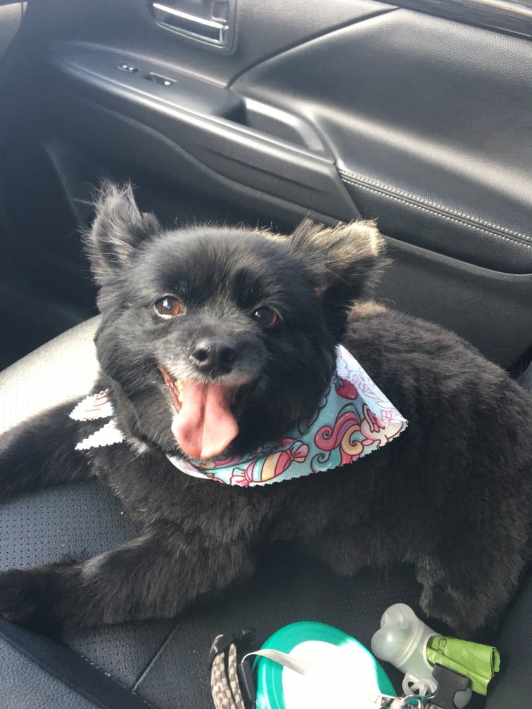 Happy Tails: Gigi