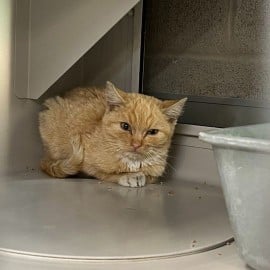 Happy Tails: Odin