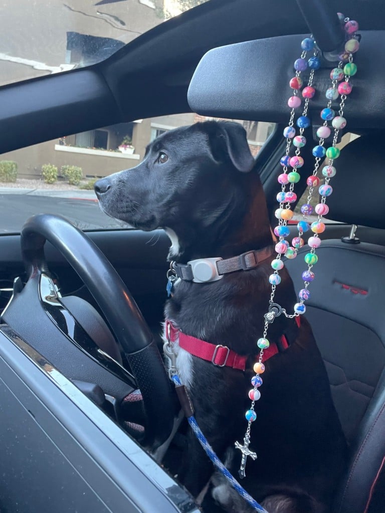 Happy Tails: Tommy