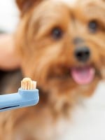 How to Avoid Periodontal Disease in Dogs and Cats