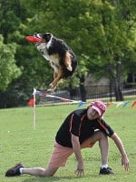 How to Get Involved in Dog Sports