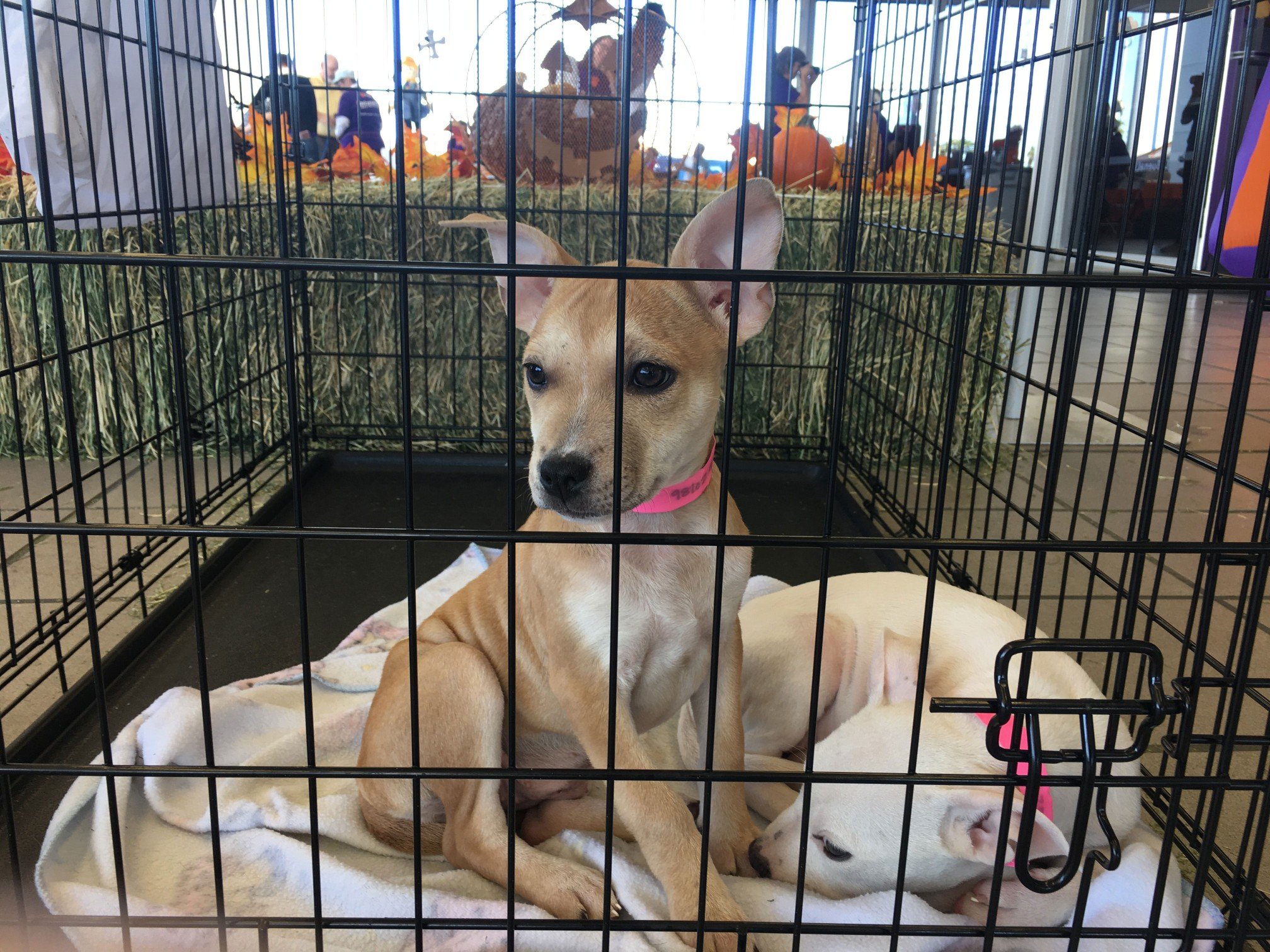 How to Train a Puppy &ndash; Crate Training