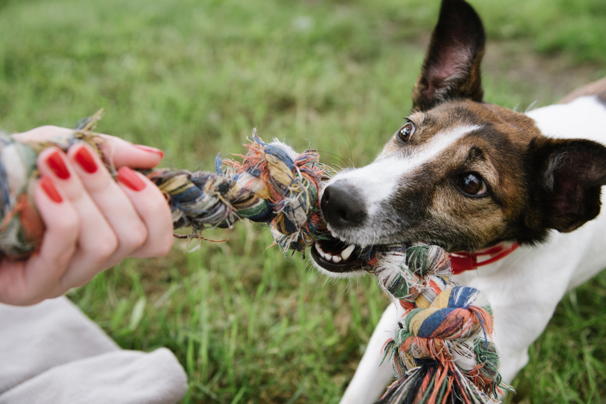 How to Train a Puppy &ndash; Dealing with a Mouthy Puppy