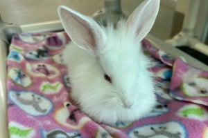 Our &quot;Hare&quot;-Raising Situation