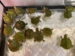 Over 80 Turtles Rescued from Illegal Sale Now Ready for Better Lives