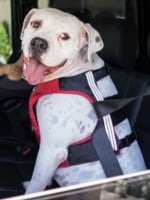 Pet Car Safety Tips
