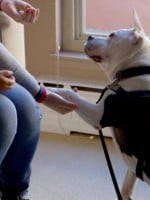 Pit Bulls as Therapy Dogs