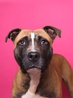 Is a Pitbull a Breed?