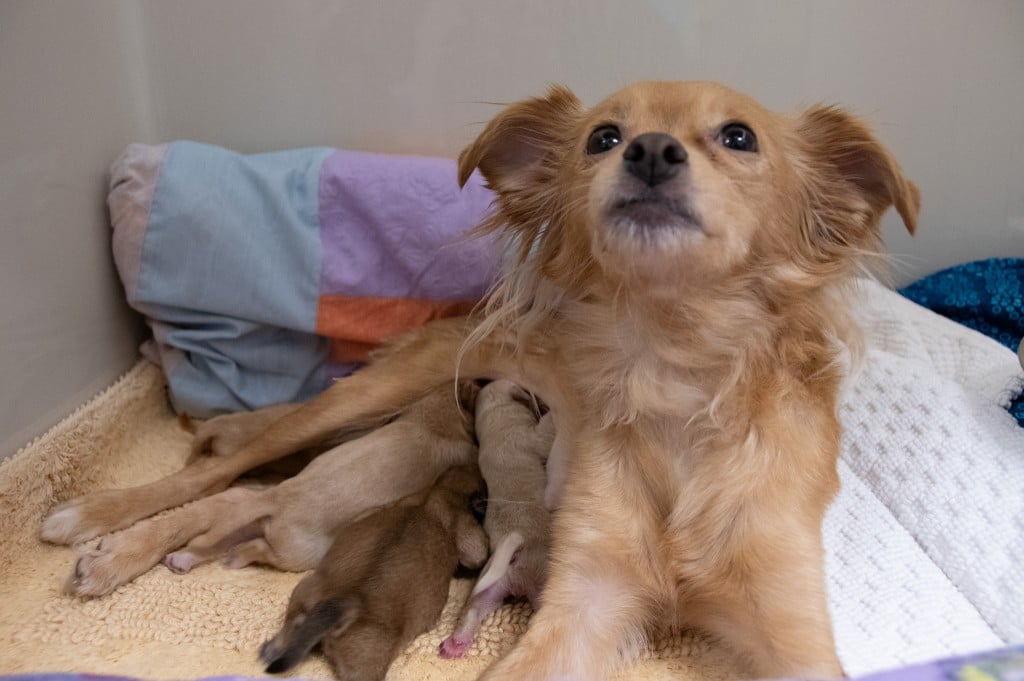 Shiva and Her 4-day Old Puppies Were Found in a Trash Can.