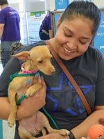 So You Want to Adopt a Chihuahua