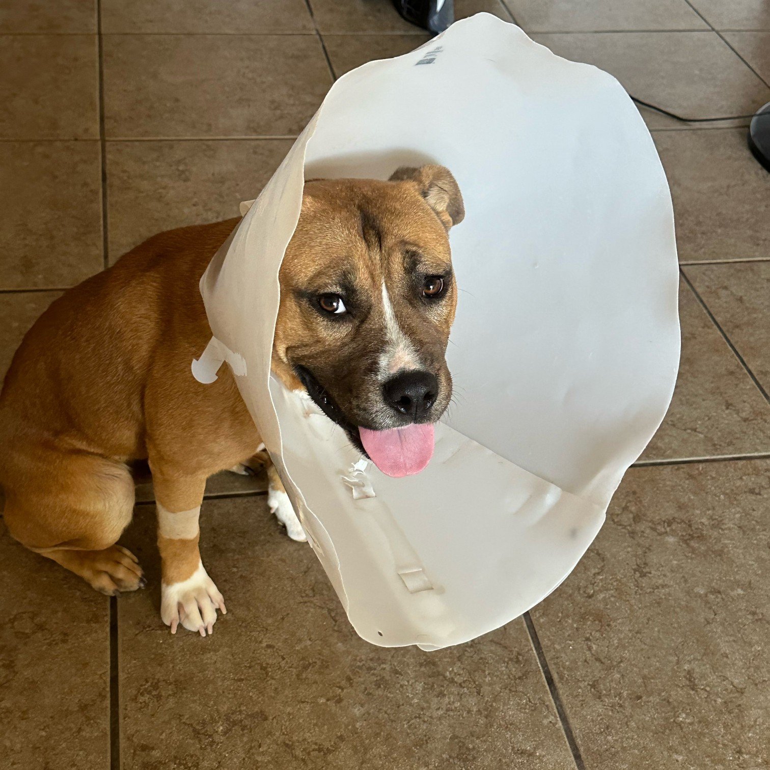 Titus is Loving Foster Life