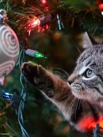 Top 10 Holiday Pet Hazards