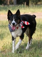 Top 10 Tips for 4th of July Pet Safety