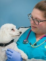 Top 5 Tips for Good Pet Health