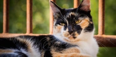 CALICO CATS: HISTORY, CHARACTERISTICS &amp;#038; CARE