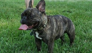 FRENCH BULLDOG