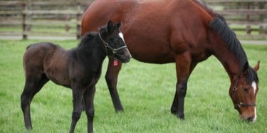 5 OF THE WORLD&rsquo;S BEST HORSE BREEDS