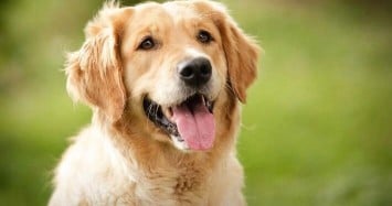 DOG BREED