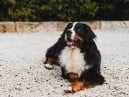 HEALTH BENEFITS OF HAVING PETS