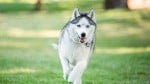Whiskers and Wanderlust: Exploring Pet-Friendly Travel Destinations